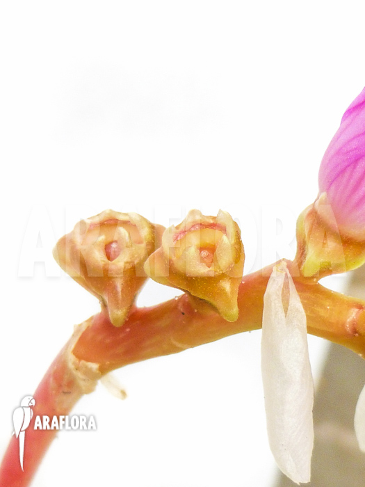 Monolena primuliflora flower