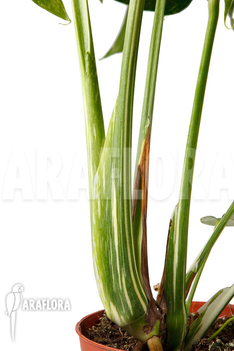 Monstera ‘Thai Constellation’ ‘M’