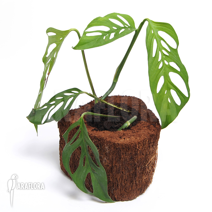Monstera adansonii