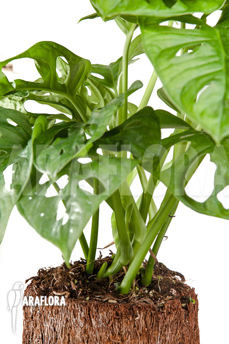 Monstera adansonii ‘Leichtlinii’