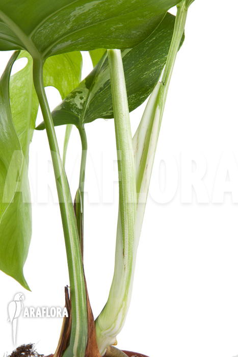 Monstera deliciosa variegata “M”