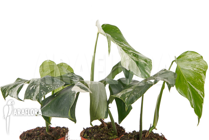 Monstera deliciosa variegata White One ‘M’