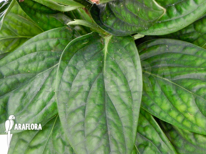 Monstera karstenianum