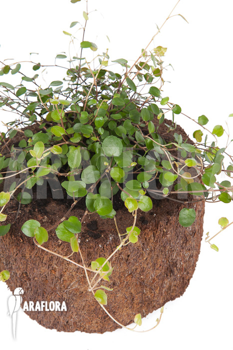 Muehlenbeckia complexa