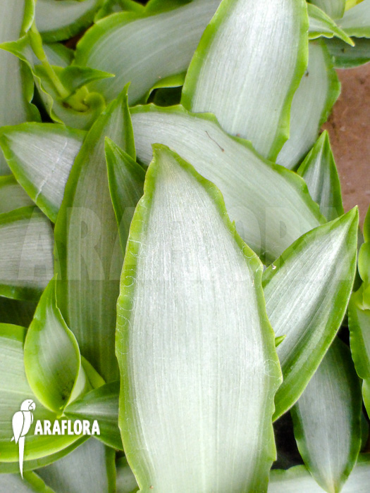Murdannia loriformis ‘Bright-Star’