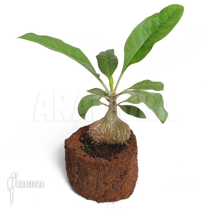 Myrmecodia tuberosa ‘L’