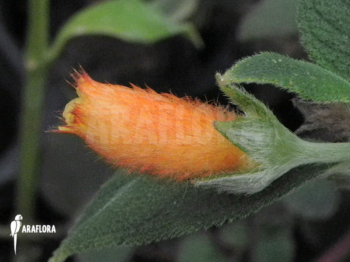 Nematanthus species C ‘Brazil’