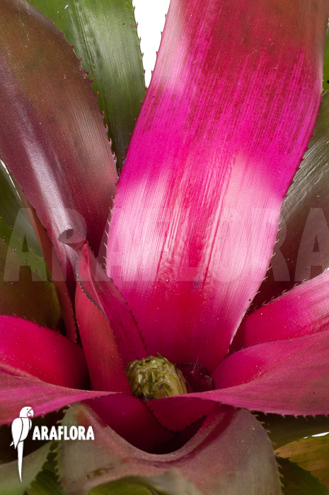 Neoregelia ‘Purple’