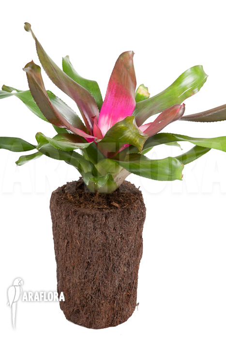 Neoregelia ‘Purple’