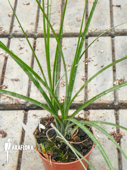 Neoregelia ‘Abendrothae’