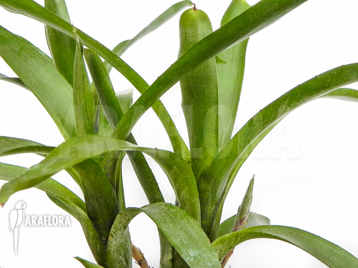 Neoregelia ‘Abendrothae’