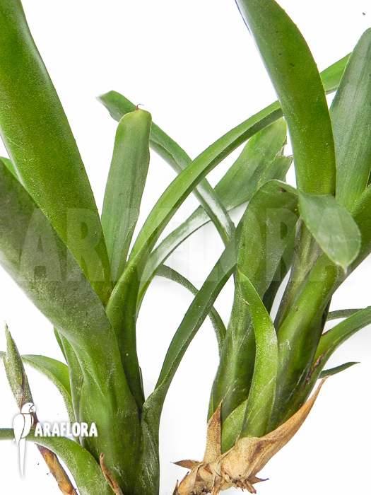 Neoregelia ‘Abendrothae’