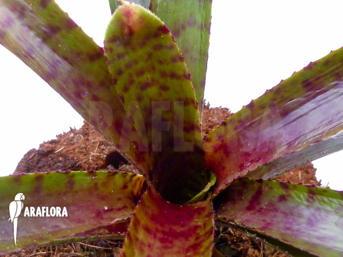 Neoregelia ampullacea ‘Red Clone’