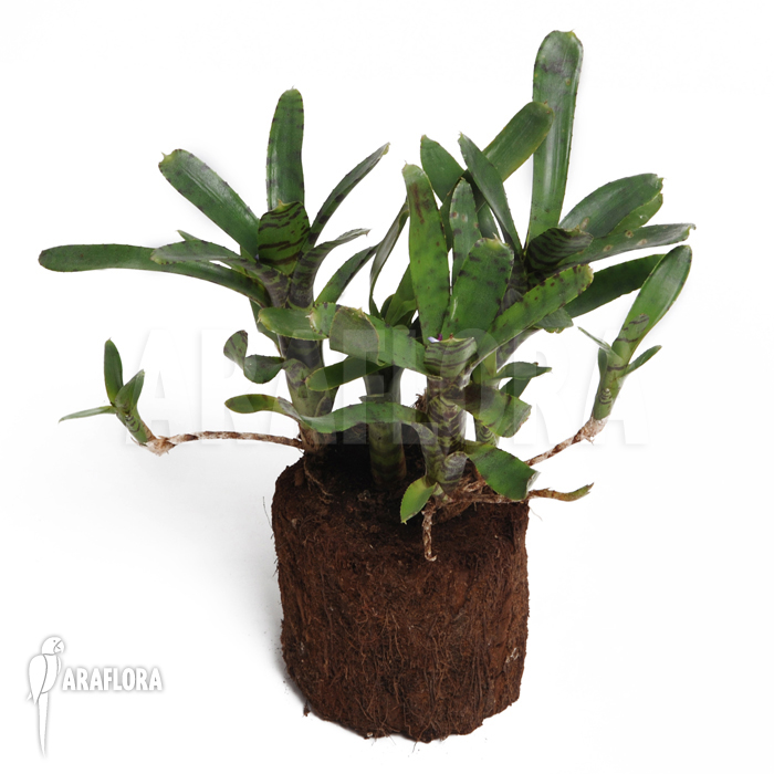 Neoregelia ampullacea ‘Big Tiger A’