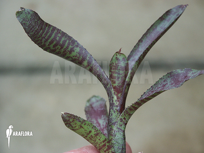 Neoregelia ampullacea ‘Red Clone’