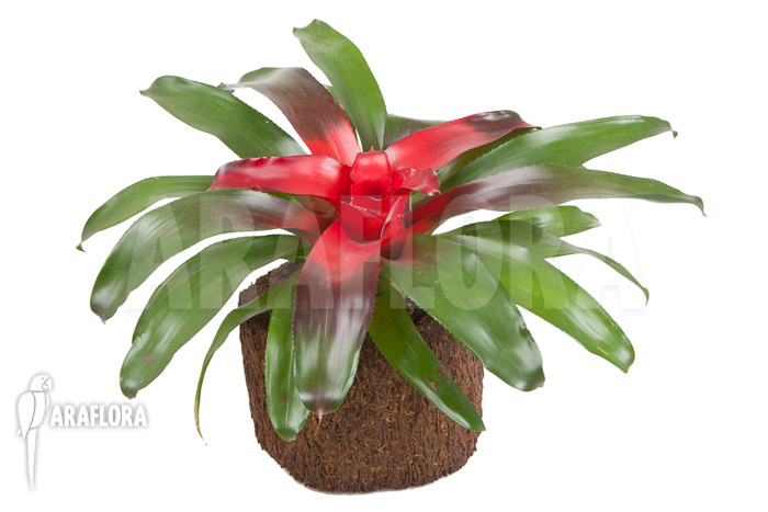 Neoregelia carolinae ‘Meyendorf’