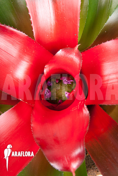 Neoregelia carolinae ‘Meyendorf’