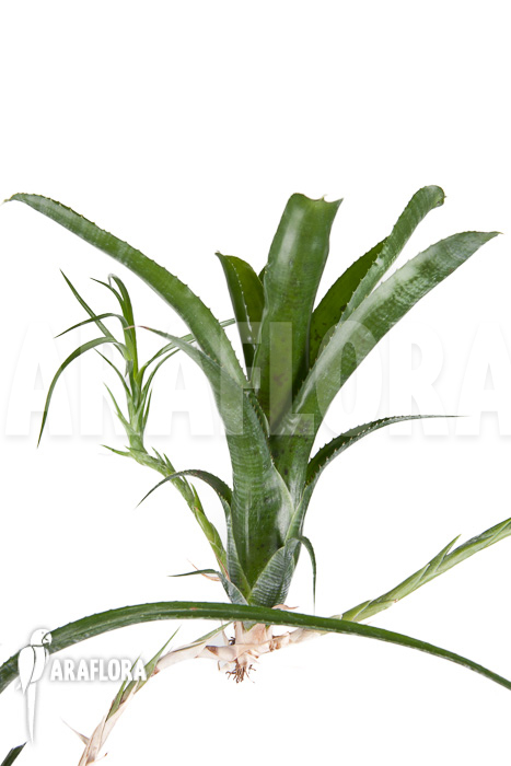 Neoregelia pauciflora ‘Starter’