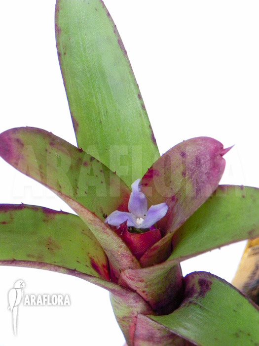 Neoregelia roethii