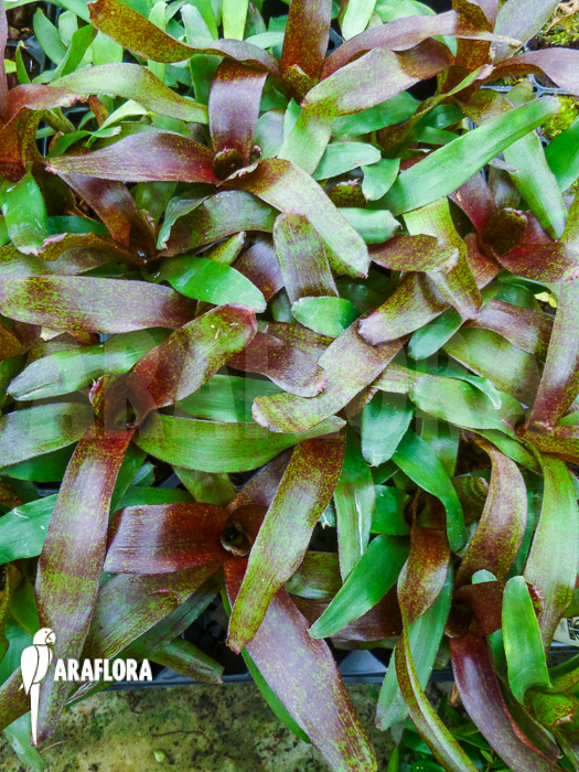 Neoregelia x ‘Atlantis’