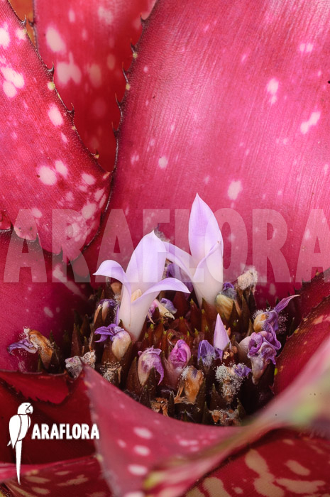 Neoregelia x ‘Pink Dots’