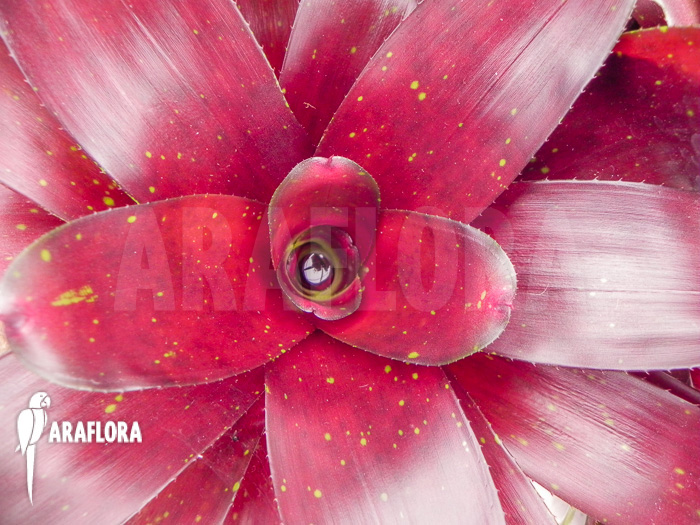 Neoregelia x Royal Burgundy