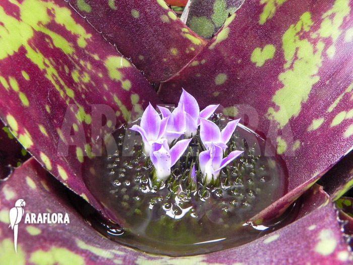 Neoregelia x Syavalley