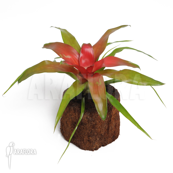 Neoregelia x ‘Super Red’