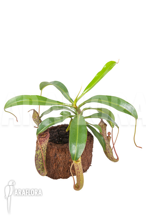 Nepenthes ‘Art Vogel’