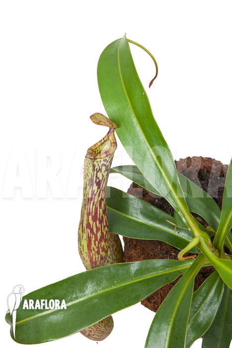 Nepenthes ‘Art Vogel’