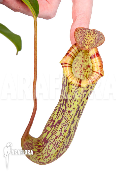 Nepenthes ‘Art Vogel’