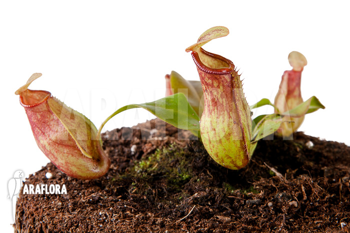 Nepenthes x ‘Gaya’ ‘S’