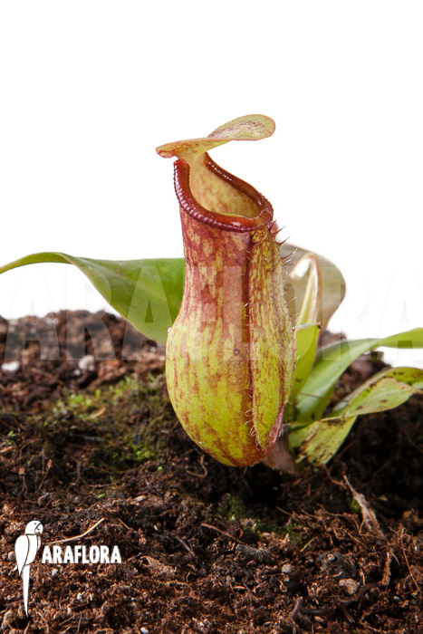 Nepenthes x ‘Gaya’ ‘S’