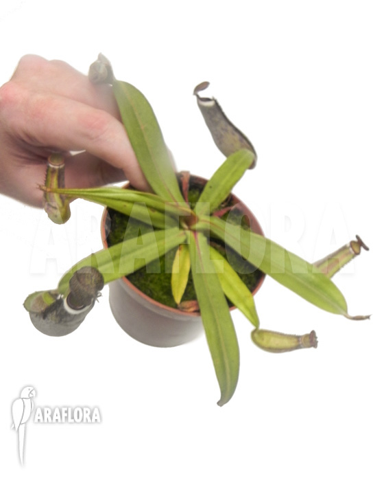 Nepenthes albo-marginata ‘Kuching spotted’