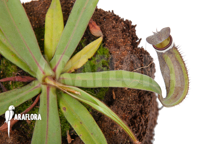 Nepenthes albo-marginata ‘Kuching spotted’