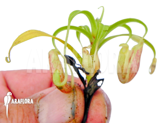 Nepenthes glabrata A1 Starter