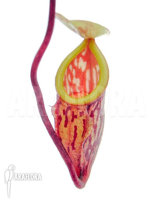 Nepenthes glabrata A1 Starter