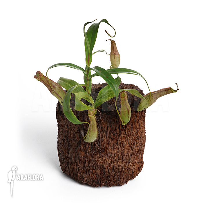 Nepenthes gracilis