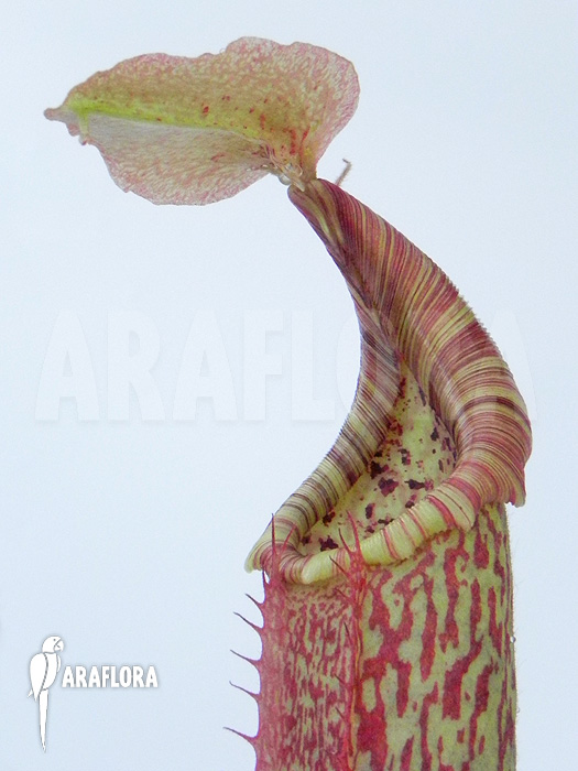 Nepenthes maxima ‘elongated’
