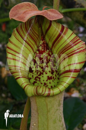 Nepenthes truncata