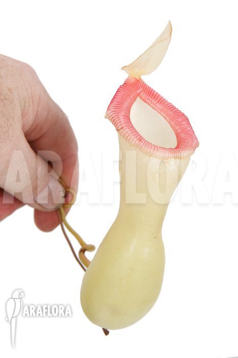 Nepenthes ventricosa ‘Porcelain’ ‘Alba’