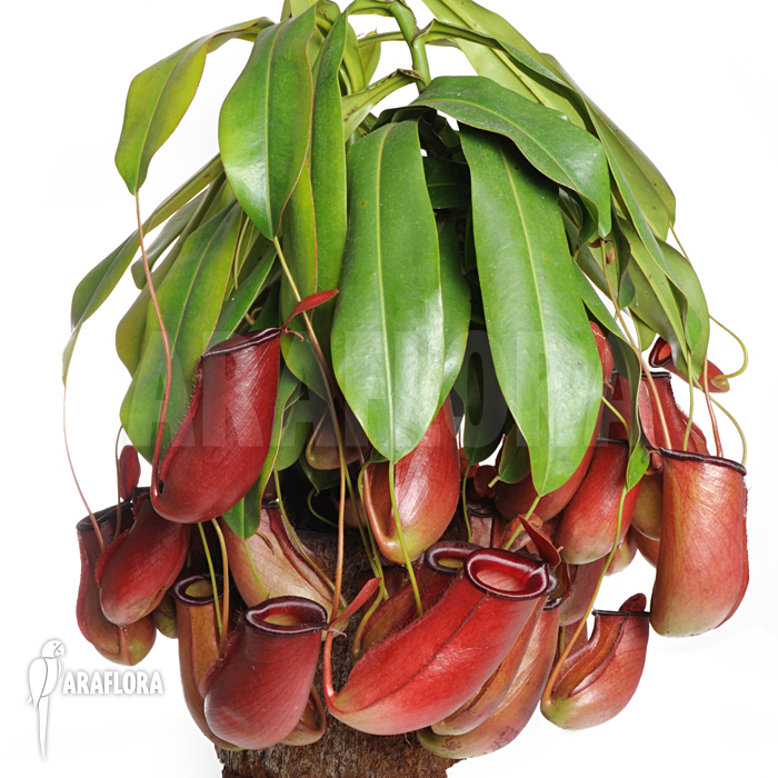 Nepenthes x ‘Bloody Mary’