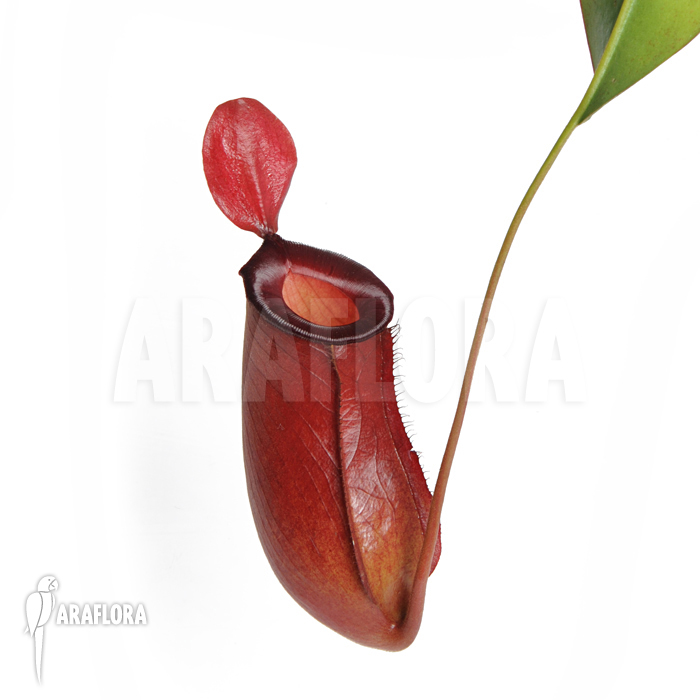 Nepenthes x ‘Bloody Mary’