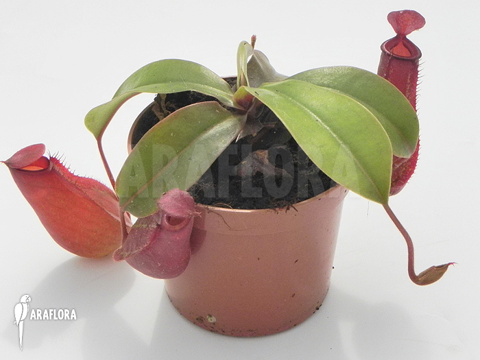 Nepenthes x ‘Bloody Mary’ ‘S’