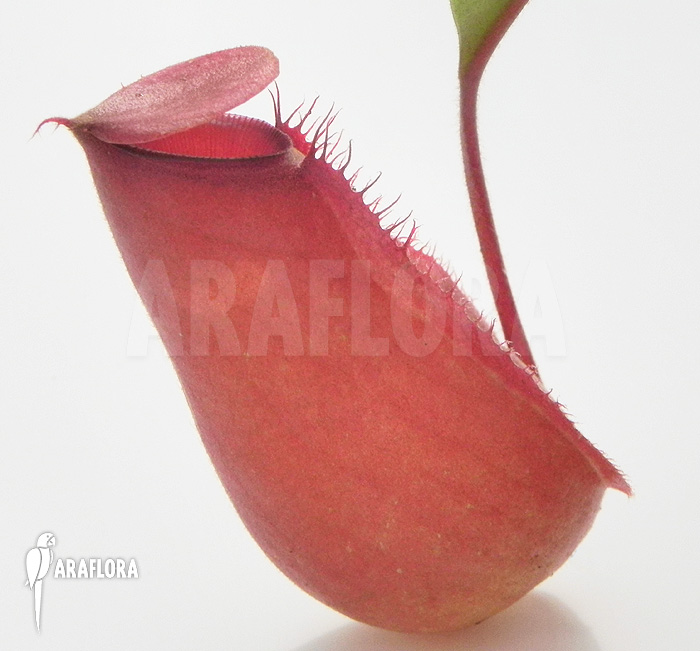 Nepenthes x ‘Bloody Mary’ ‘S’