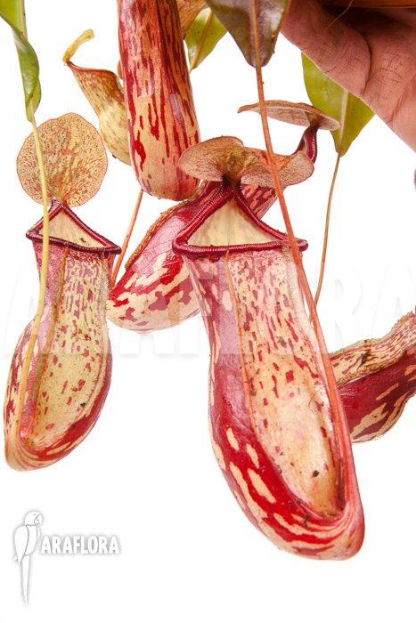 Nepenthes x ‘Gaya’ ‘L’