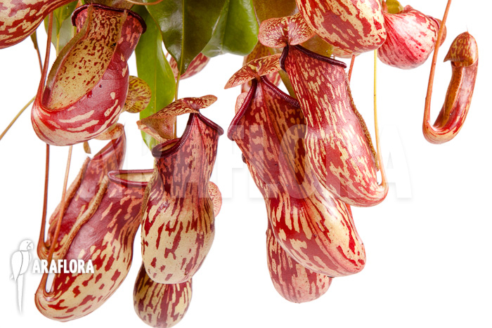 Nepenthes x ‘Gaya’ ‘L’