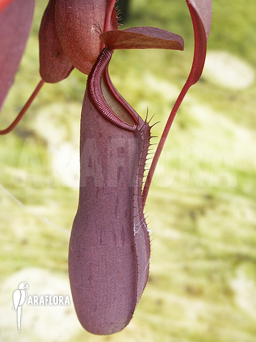 Nepenthes x ‘Rebecca Soper’