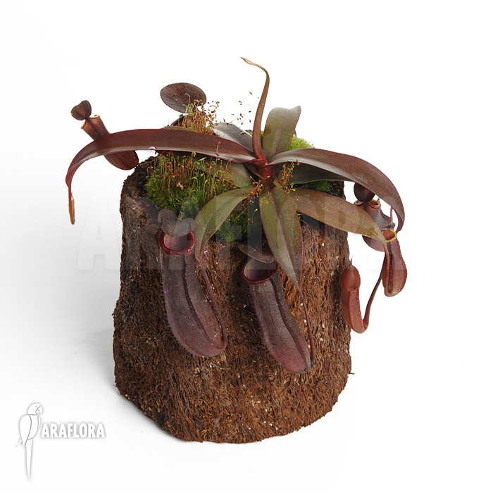 Nepenthes x ‘Rebecca Soper’ ‘S’