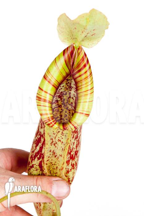Nepenthes x Mojito